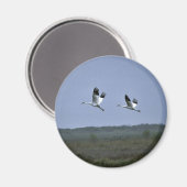 Krane in Aransas National Wildlife Refug Magnet (Vorderseite/Rückseite)