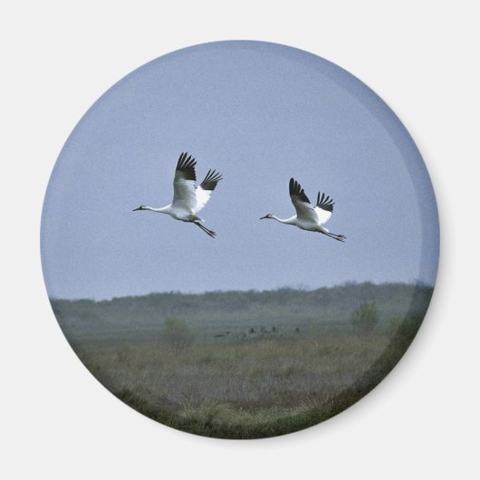 Krane in Aransas National Wildlife Refug Magnet (Vorne)