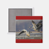 Krane Magnet (Vorderseite/Rückseite)