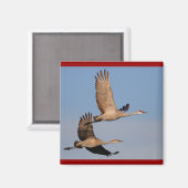 Krane Magnet (Vorderseite/Rückseite)