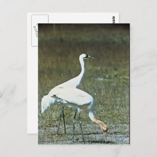 Krane Postkarte (Vorne/Hinten)