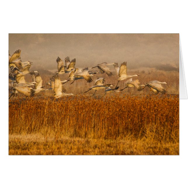 Krane über goldenem Feld (Vorderseite (Horizontal))