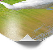 Krane Wading in Marsh Fotodruck (Ecke)