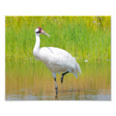 Krane Wading in Marsh Fotodruck (Vorne)
