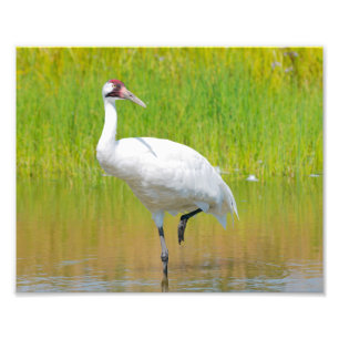 Krane Wading in Marsh Fotodruck