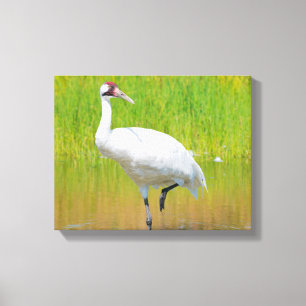 Krane Wading in Marsh Leinwanddruck