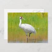Krane Wading in Marsh Postkarte (Vorne/Hinten)