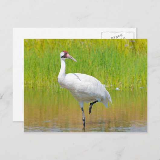 Krane Wading in Marsh Postkarte (Vorne/Hinten)