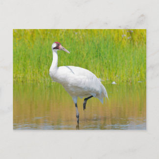 Krane Wading in Marsh Postkarte