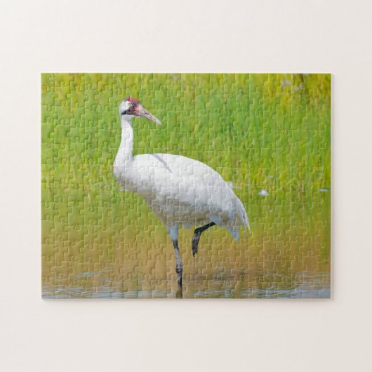 Krane Wading in Marsh Puzzle (Horizontal)