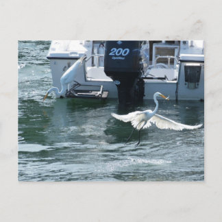 Kranfischerei Postkarte