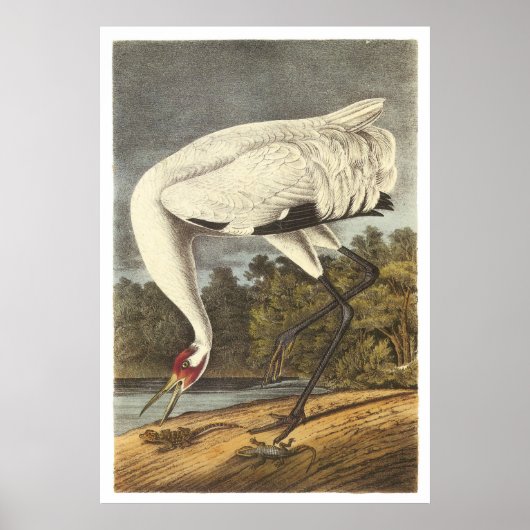 Kranich Poster (Vorne)