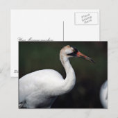 Kranich Postkarte (Vorne/Hinten)
