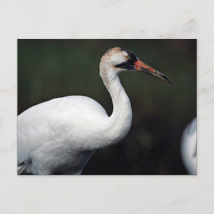 Kranich Postkarte