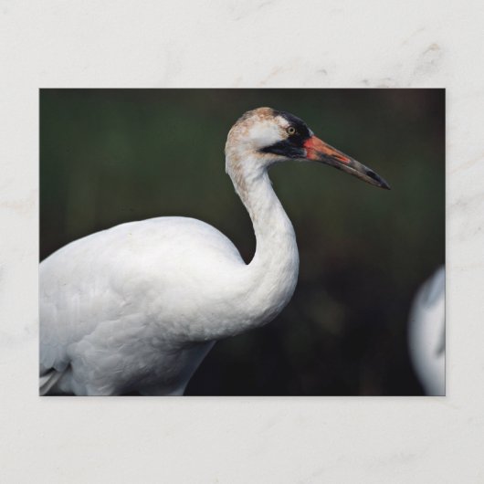 Kranich Postkarte (Vorderseite)