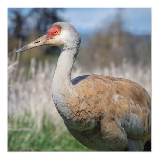 Kranichansicht Fotodruck (Vorne)