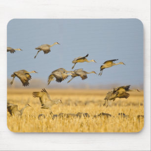 Kraniche landen auf Maisfeldern Mousepad