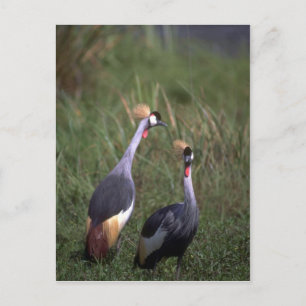 Kraniche Postkarte