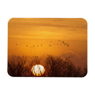 Kraniche vor aufgehender Sonne silhouettiert Magnet