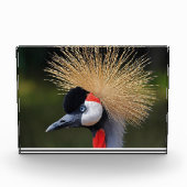 Kranichkranich Fotoblock (Vorderseite)