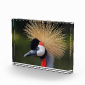 Kranichkranich Fotoblock (Rechts)