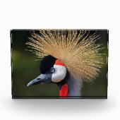 Kranichkranich Fotoblock (Vorderseite)