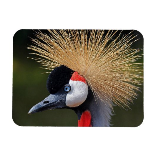 Kranichkranich Magnet (Horizontal)