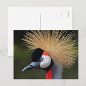 Kranichkranich Postkarte (Vorne/Hinten)