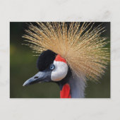 Kranichkranich Postkarte (Vorderseite)