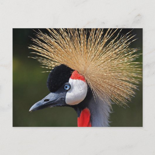 Kranichkranich Postkarte (Vorderseite)