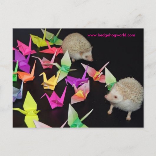 Krankarton, Igel Postkarte (Vorderseite)