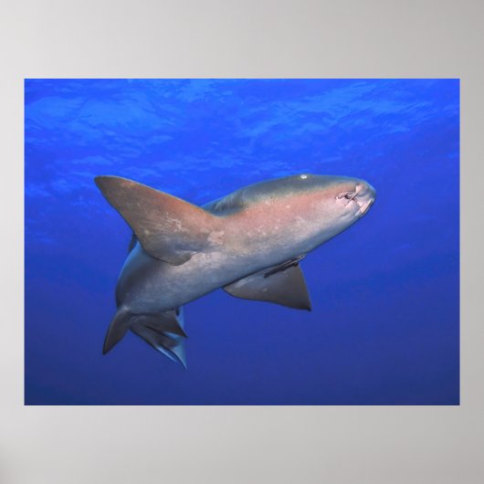 Krankenhaie im Blauen Poster (Vorne)