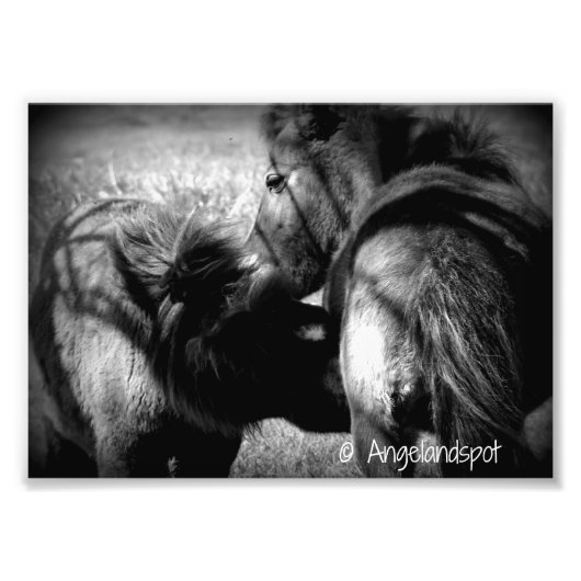 Krankenpflege Filly Fotodruck (Vorne)