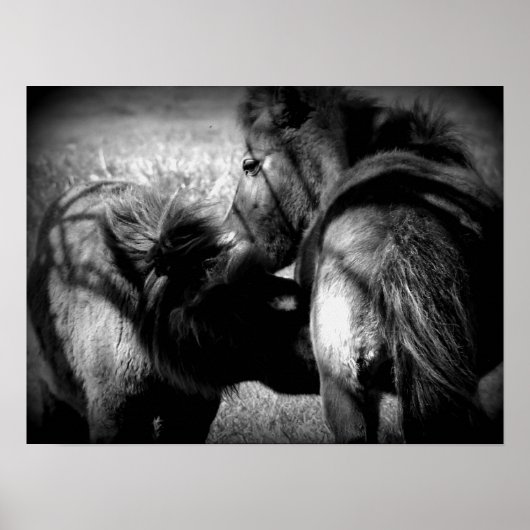 Krankenpflege Filly Poster (Vorne)