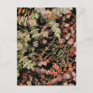 Krassula perforata feiertagspostkarte