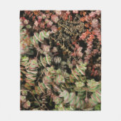 Krassula perforata fleecedecke (Vorderseite)