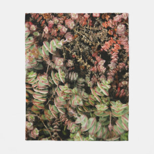Krassula perforata fleecedecke