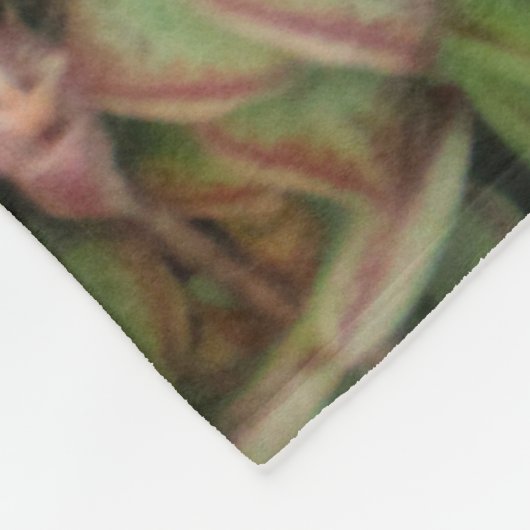 Krassula perforata fleecedecke (Ecke)
