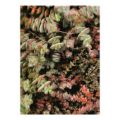 Krassula perforata fotodruck (Vorne)