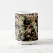 Krassula perforata kaffeetasse (Mittel)