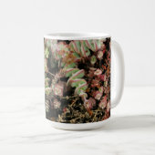 Krassula perforata kaffeetasse (VorderseiteRechts)