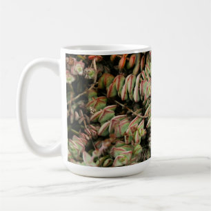Krassula perforata kaffeetasse