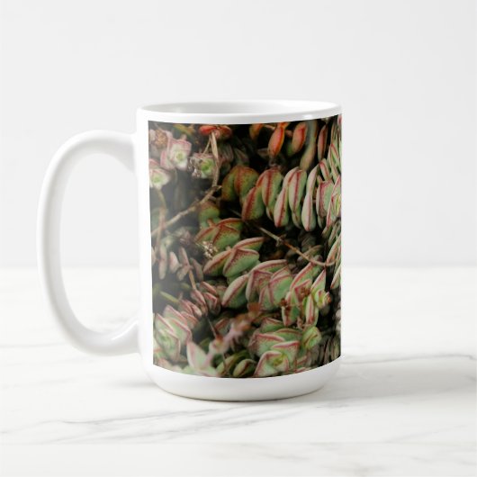 Krassula perforata kaffeetasse (Links)