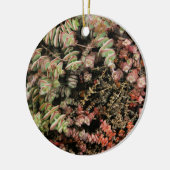 Krassula perforata keramik ornament (Links)