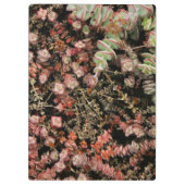 Krassula perforata klemmbrett (Rückseite)