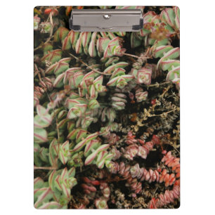Krassula perforata klemmbrett