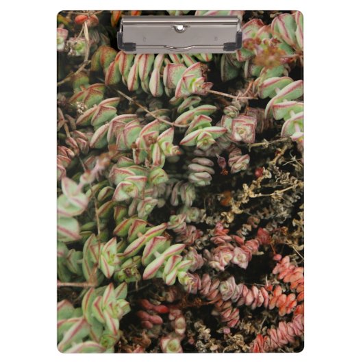 Krassula perforata klemmbrett (Vorderseite)