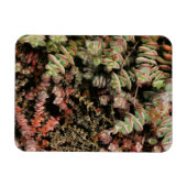 Krassula perforata magnet (Horizontal)