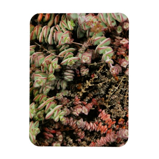 Krassula perforata magnet (Vertikal)
