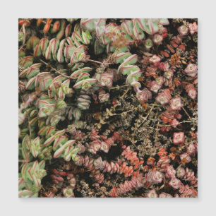 Krassula perforata magnetkarte